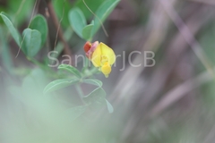 Crotalaria laevigata